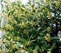 Laurus Nobilis